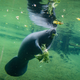 A manatee recovering at a critical care center in ZooTampa at Lowry Park in Tampa, Florida, in January 2021.